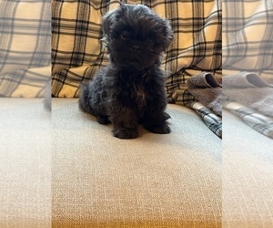 Shih Tzu Puppy for sale in ELDERWOOD, CA, USA