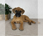 Image preview for Ad Listing. Nickname: Bambi