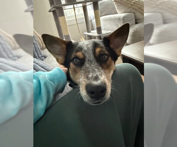 Medium Photo #3 Mutt Puppy For Sale in Garden City, NY, USA