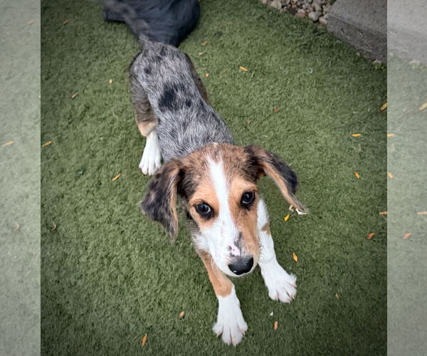 Medium Photo #3 Catahoula Leopard Dog Puppy For Sale in GILBERTS, IL, USA