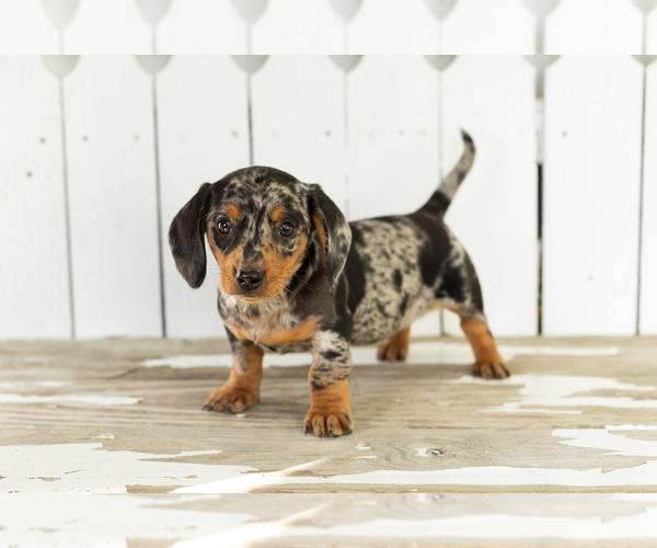 Medium Photo #4 Dachshund Puppy For Sale in BREMEN, IN, USA