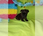 Small Photo #13 Yorkshire Terrier Puppy For Sale in LAPEER, MI, USA