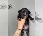 Small #4 French Bulldog