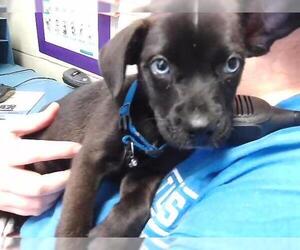 Siberian Husky-Unknown Mix Dogs for adoption in Tulsa, OK, USA