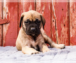 Puppy Blanche Mastiff