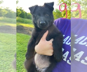 German Shepherd Dog Puppy for sale in CONNERSVILLE, IN, USA