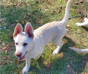 German Shepherd Dog Puppy for sale in ROBERTA, GA, USA