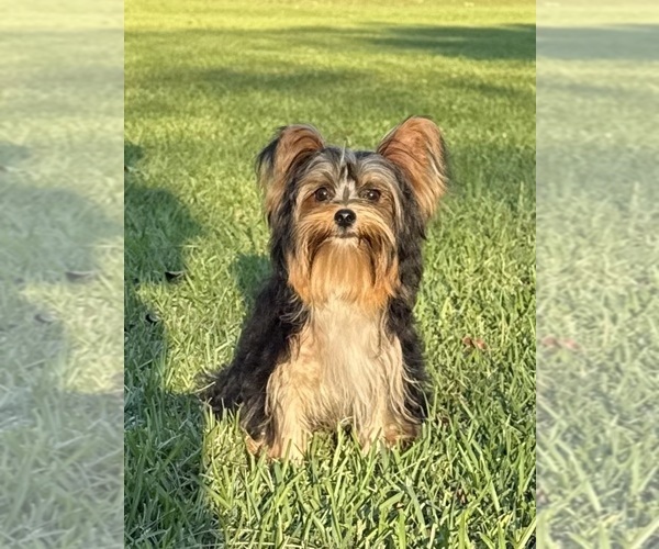Medium Photo #3 Yorkshire Terrier Puppy For Sale in BRANDON, MS, USA