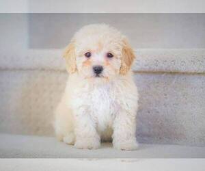 Poochon Puppy for sale in FULLERTON, CA, USA