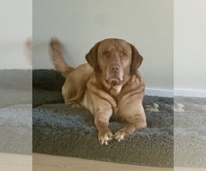 Labrador Retriever Dogs for adoption in Royal Palm Beach, FL, USA
