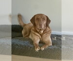 Ragnar - Male Labrador Retriever Dog for Adoption - Small photo