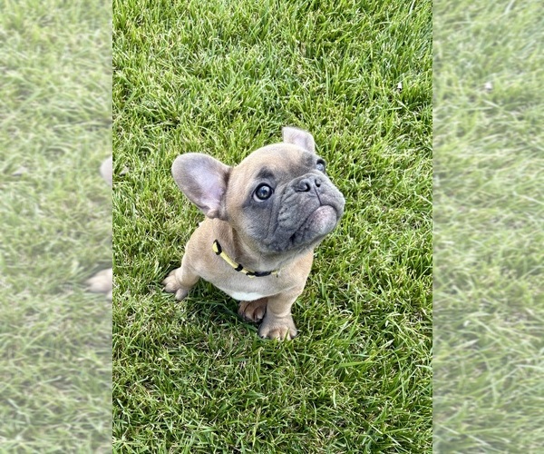 Medium Photo #26 French Bulldog Puppy For Sale in CANYON, TX, USA
