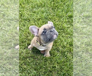 Medium French Bulldog
