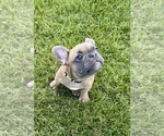 Puppy Rocket French Bulldog