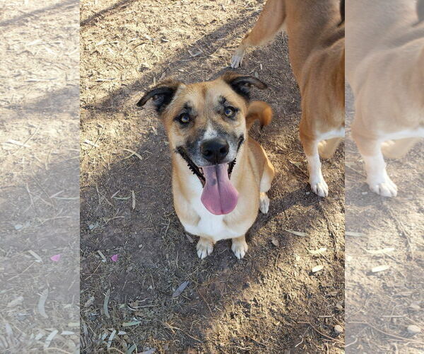 Medium Photo #2 Boxer-Unknown Mix Puppy For Sale in El Centro, CA, USA
