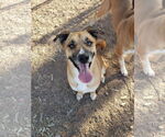 Small #1 Boxer Mix