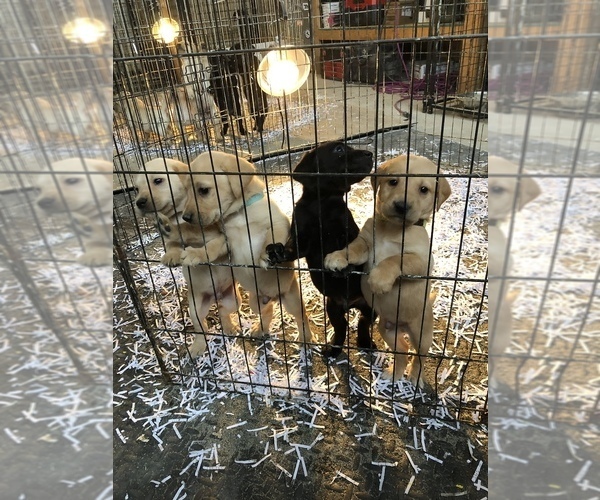 Medium Photo #3 Labrador Retriever Puppy For Sale in RAMSEY, MN, USA