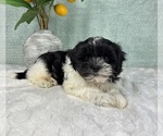 Small #1 ShihPoo