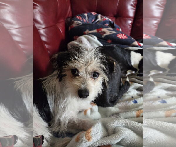 Medium Photo #14 Maltese-Unknown Mix Puppy For Sale in Westminster, MD, USA