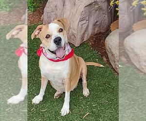 Mutt Dogs for adoption in Oklahoma City, OK, USA