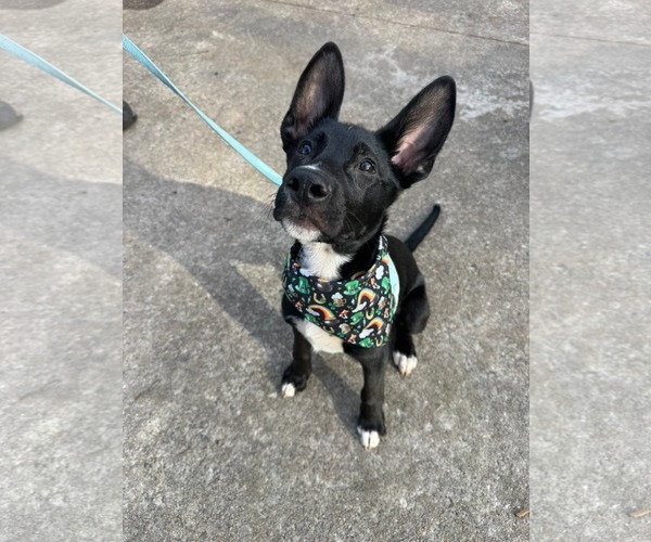 Medium Photo #5 Mutt Puppy For Sale in Holly Springs, NC, USA