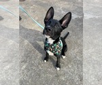 Small #4 Mutt