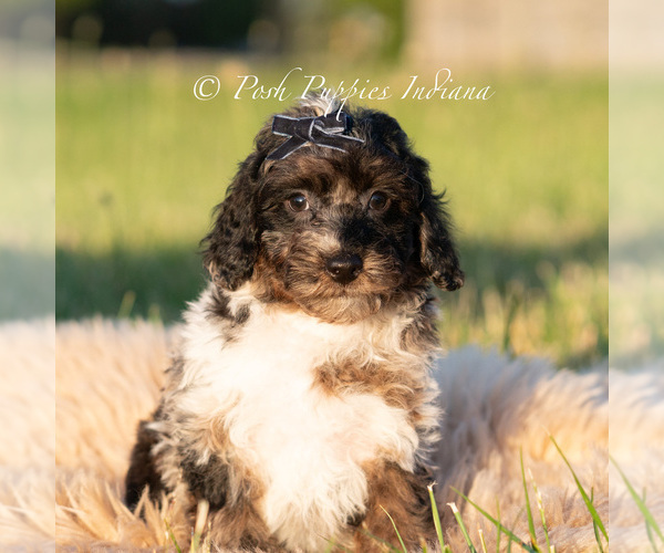 Medium Photo #1 Poodle (Miniature) Puppy For Sale in WARSAW, IN, USA