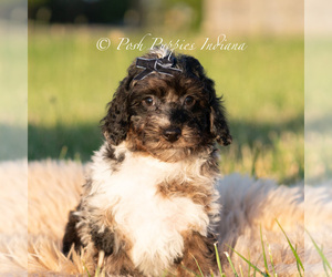 Medium Poodle (Miniature)
