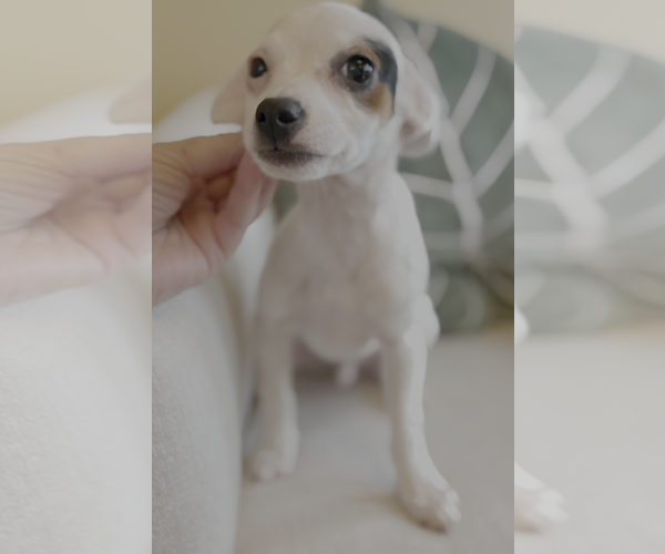 Medium Photo #2 Chihuahua-Unknown Mix Puppy For Sale in Bellevue, WA, USA