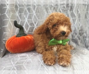 Medium Poodle (Toy)