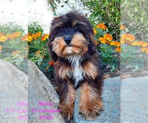 Cavapoo Puppy for sale in SHIPSHEWANA, IN, USA