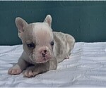 Small #9 French Bulldog