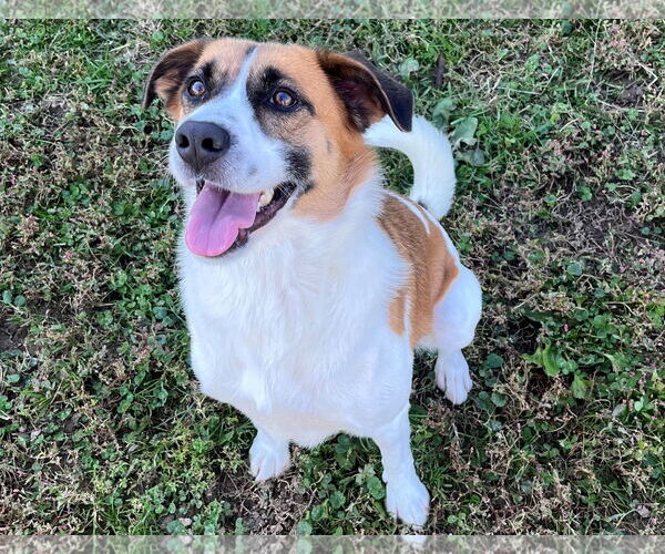 Medium Photo #1 Australian Shepherd-Beagle Mix Puppy For Sale in Sistersville, WV, USA