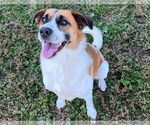 Small Australian Shepherd-Beagle Mix