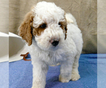Small #3 Goldendoodle