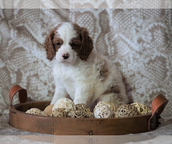 Medium Photo #1 Cocker Spaniel-Poodle (Miniature) Mix Puppy For Sale in FREDERICKSBG, OH, USA