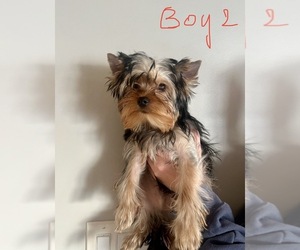 Yorkshire Terrier Puppy for sale in SAVAGE, MN, USA