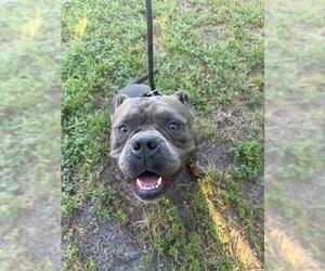 American Bulldog Dogs for adoption in Fort Lauderdale, FL, USA