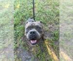 Small American Bulldog