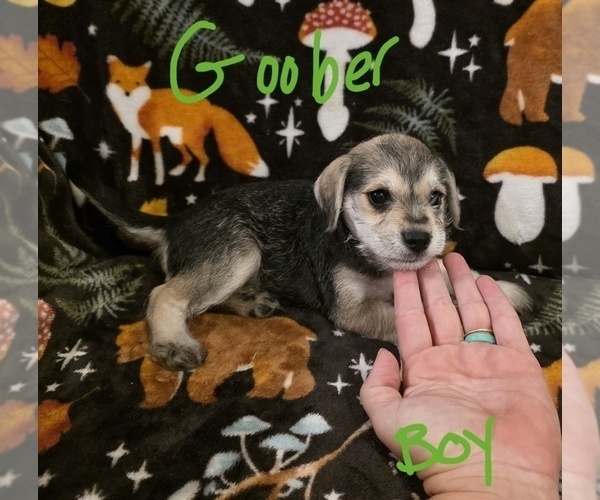 Medium Photo #23 Chizer Puppy For Sale in MONTEZUMA, GA, USA