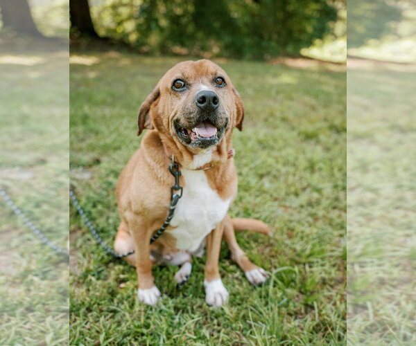 Medium Photo #2 Basset Hound-Redbone Coonhound Mix Puppy For Sale in Attalka, AL, USA