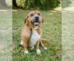 Small #1 Basset Hound-Redbone Coonhound Mix