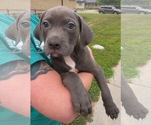 Mutt Dogs for adoption in Clarkston, MI, USA