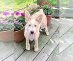 Small Photo #8 Texas Heeler-Unknown Mix Puppy For Sale in McKinney, TX, USA