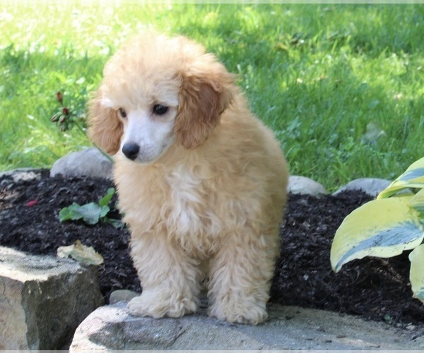Medium Photo #2 Poodle (Miniature) Puppy For Sale in MILLERSBURG, OH, USA