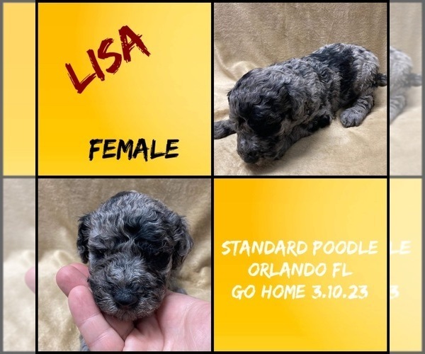 Medium Photo #2 Poodle (Standard) Puppy For Sale in BROOKER, FL, USA