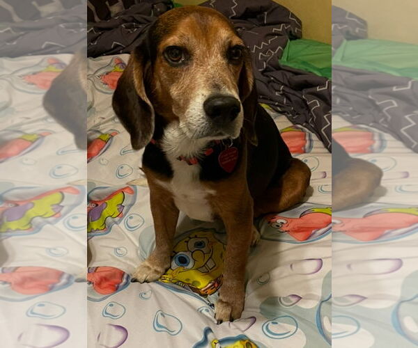 Medium Photo #6 Beagle Puppy For Sale in Tampa, FL, USA