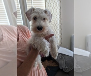 Schnauzer (Miniature) Puppy for sale in NEW CANTON, VA, USA