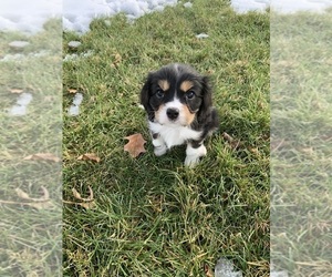 Cavalier King Charles Spaniel Puppy for Sale in SAINT CLOUD, Minnesota USA