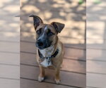Small #1 American Bulldog Mix